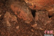 事业辉煌江西发现蜘蛛新物种 为研究呵叻蛛属适应区域提供依据