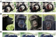 事业辉煌国际最新研究：机器人“打哈欠” 黑猩猩被传染